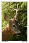 Srnec obecný  (Capreolus capreolus )