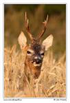 Srnec obecný  (Capreolus capreolus )