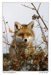 Fox  (Vulpes vulpes)