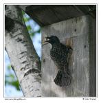 Common Starling  (Sturnus vulgaris)