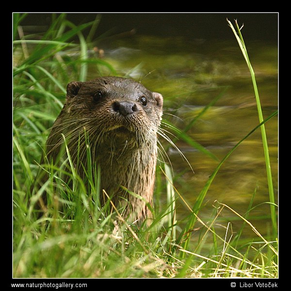 Otter  (Lutra lutra)
