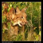 Eurasian Lynx  (Lynx lynx)