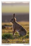 Zajíc polní  (Lepus europaeus )