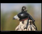 Peregrine Falcon  (Falco peregrinus)