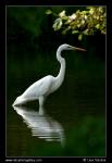 Great White Egret  (Egretta alba)