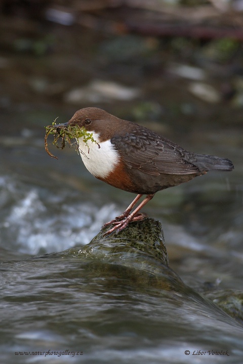 Skorec vodní (Cinclus cinclus)
