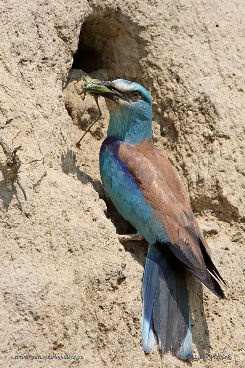 Mandelík hajní  (Coracius garrulus)