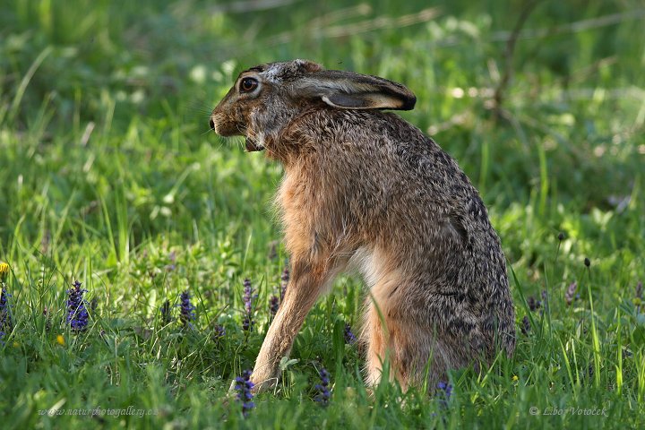 Brown Hare  (Lepus europaeus )