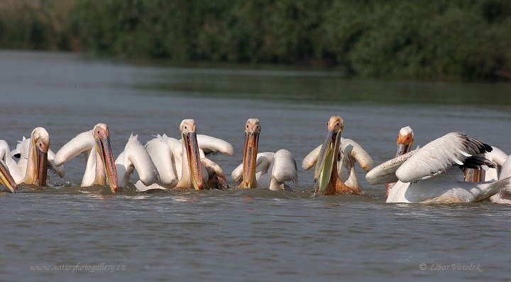 Pelikán bílý  (Pelecanus onocrotalus)