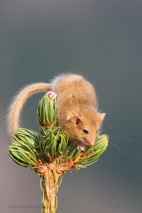 Plšík lískový  (Muscardinus avellanarius)