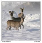 Srnec obecný  (Capreolus capreolus )
