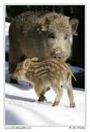 Prase divoké (Sus scrofa)