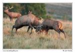 Jelen evropský (Cervus elaphus )