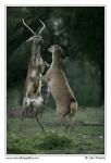 Jelen evropský (Cervus elaphus )