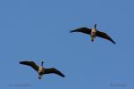 Greater White-fronted Goose  (Anser albifrons)
